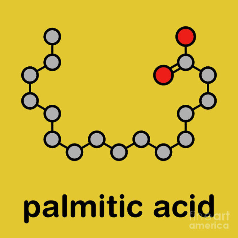 Palmitic Acid là gì